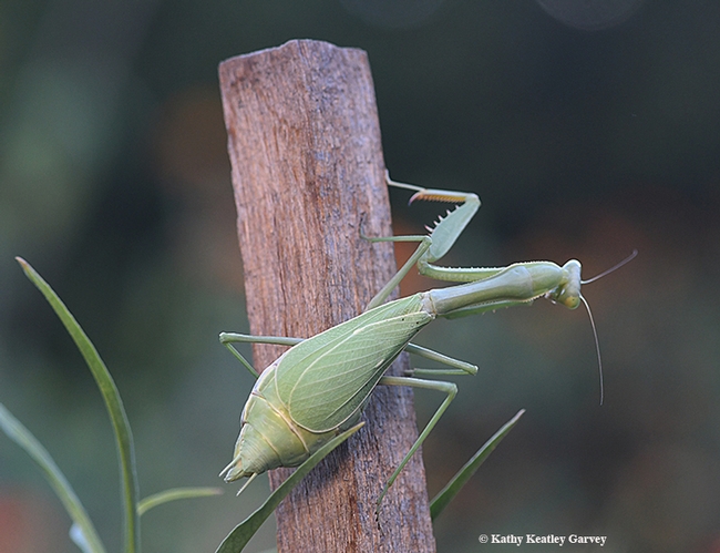 Ms. Mantis, on a redwood stake in a milkweed planter in Vacaville, Calif., is trying to find a place to lay her egg mass, an ootheca. This image was taken Sunday night, Sept. 23. (Photo by Kathy Keatley Garvey)