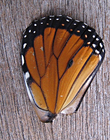 Clipped wing of a male monarch. (Photo by Kathy Keatley Garvey)
