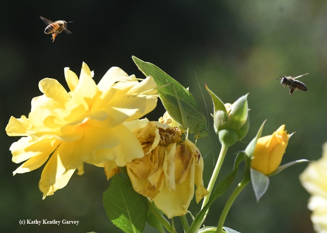 Honey bees circle  a fork-tailed bush katydid feeding on a yellow rose. (Photo by Kathy Keatley Garvey)