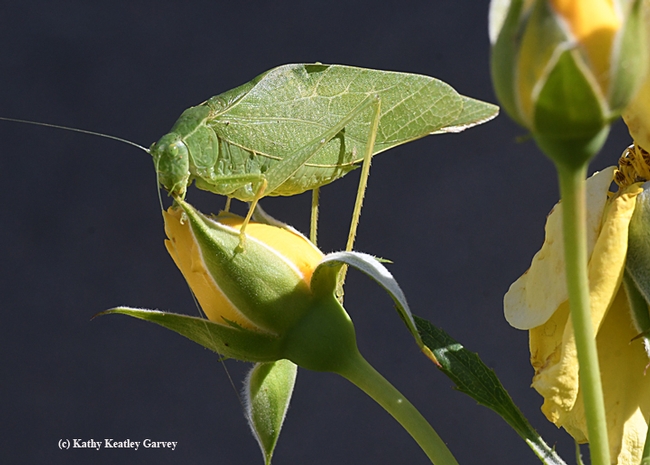 Fork-tailed bush katydid seems to be saying 
