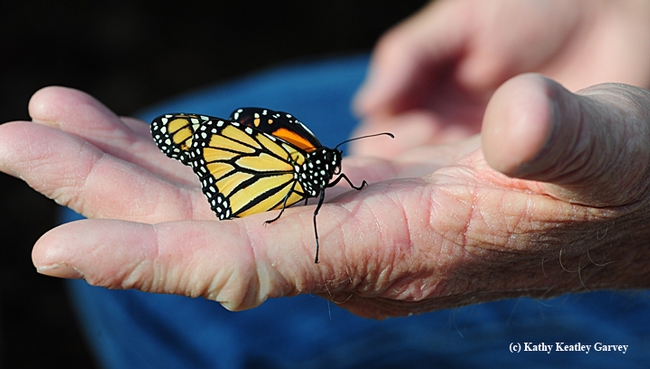 Many senior citizens who develop new hobbies (such as rearing monarch butterflies) believe this keeps their brain active and leads to greater enthusiasm for life. Supercentarian Jeanne Calment of France lived to be 122. One of her interests was playing the piano. (Photo by Kathy Keatley Garvey)