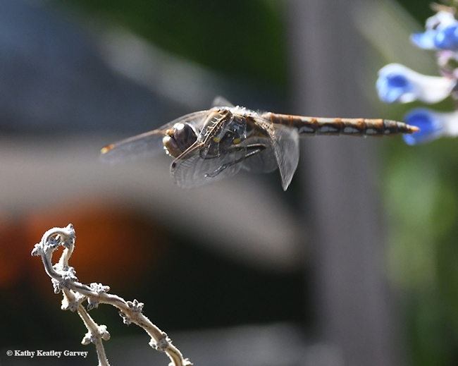 A variegated meadowhawk dragonfly, Sympetrum corruptum,in flight. (Photo by Kathy Keatley Garvey)