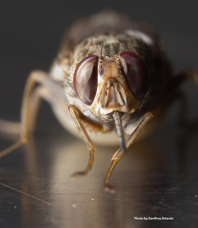 Close-up of tsetse fly. (Photo by Geoffrey Attardo)