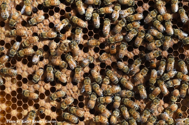 Honey bees, the most important pollinators, also produce honey. This image was taken at the Harry H. Laidlaw Jr. Honey Bee Research Facility at UC Davis. (Photo by Kathy Keatley Garvey)