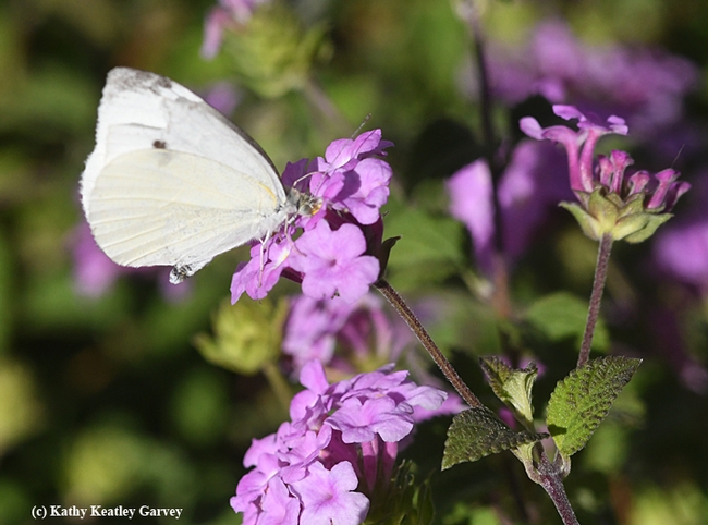 Cabbage white butterfly returns to sip some nectar from the lantana. (Photo by Kathy Keatley Garvey)