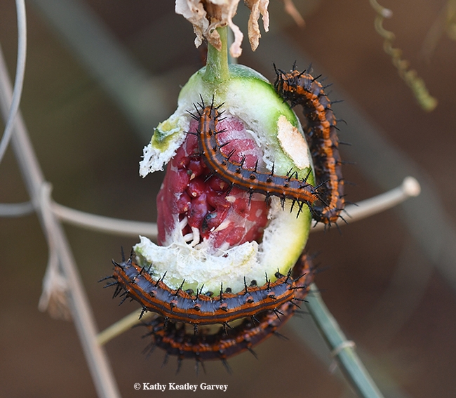 By fall, the only thing left on the passionflower vine is the fruit. The leaves are gone. The hungry caterpillars are like insect shredding machines. (Photo by Kathy Keatley Garvey)