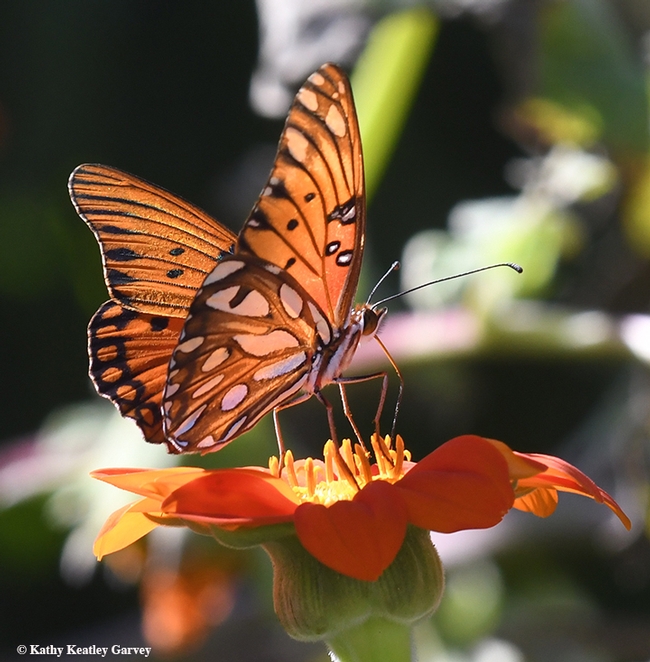 The end result: a Gulf Fritillary adult. This one is nectaring on a Mexican sunflower, Tithonia. (Photo by Kathy Keatley Garvey)