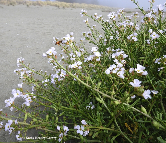Along with sand castles and beach balls and beach umbrellas, look for pollinators nectaring on  sea rocket plants at the beach. Note the honey bee. (Photo by Kathy Keatley Garvey)