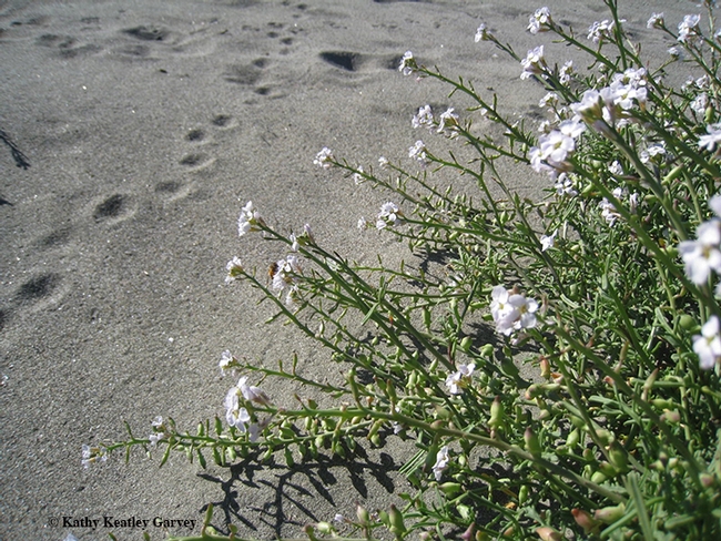 Footprints in the sand? Yes, and bees and other pollinators  nectaring on sea rocket. (Photo by Kathy Keatley Garvey)