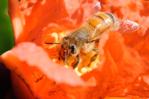 Bee on Pomegranate Blossom