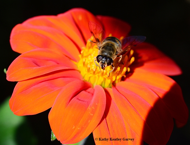 Drone fly nectaring on Mexican sunflower, Tithonia. (Photo by Kathy Keatley Garvey)