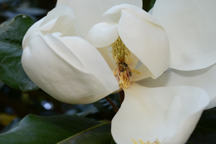 Honey bee on magnolia blossom, (Photo by Kathy Keatley Garvey)