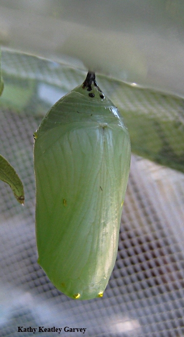 Monarch chrysalis. (Photo by Kathy Keatley Garvey)