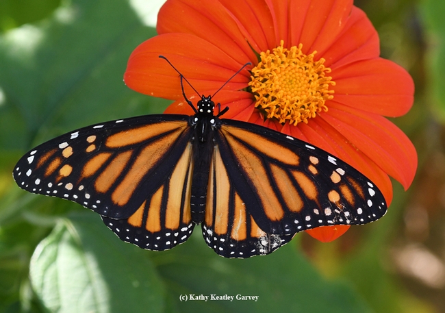 Spreading her wings on a Mexican sunflower (Tithonia), the newly released Monarch is about to take flight. (Photo by Kathy Keatley Garvey)