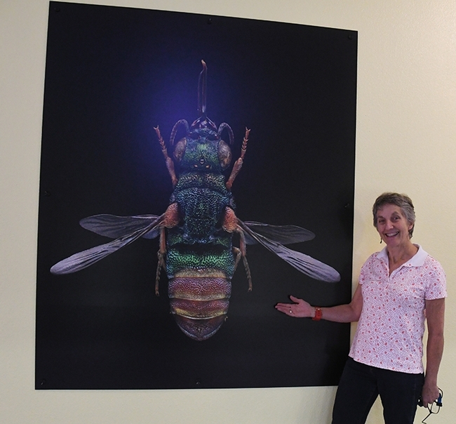 Lynn Kimsey, director of the Bohart Museum of Entomology, welcomes the new addition, a microsculpture of a ruby-tailed wasp by Levon Biss of London. (Photo by Kathy Keatley Garvey)