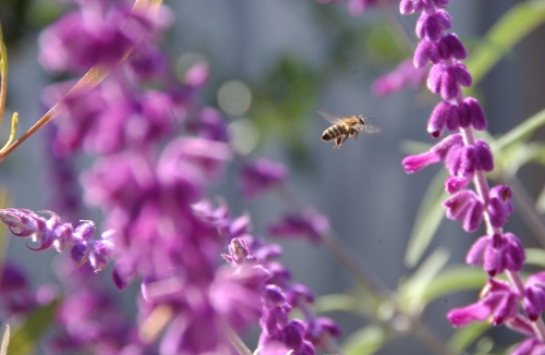 Flight of the honey bee; a worker bee buzzes through sage. (Photo by Kathy Keatley Garvey)