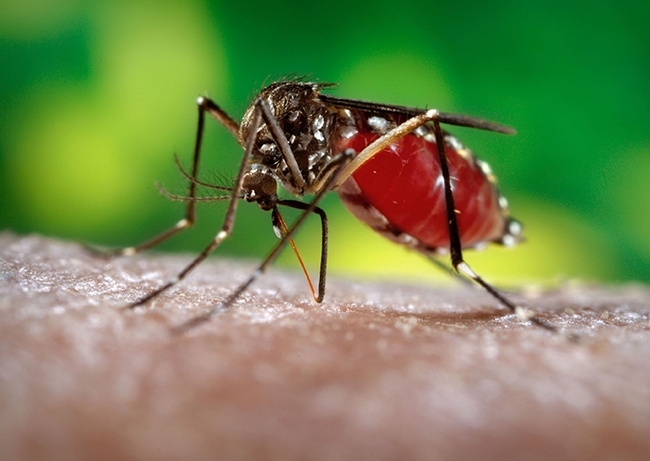 This mosquito, Aedes aegypti (infected mosqutoes can transmit such diseases as dengue and the Zika virus) will be the focus of Lark Coffey's seminar at 4:10 p.m., Wednesday, Nov. 7 in 122 Briggs Hall, UC Davis. (Photo by James Gathany, Centers for Disease Control)