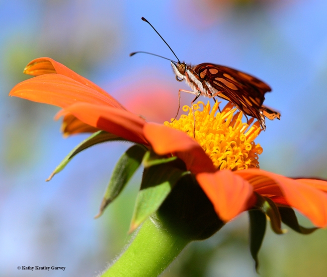 The Gulf Fritillary will soon be able to take flight. (Photo by Kathy Keatley Garvey)