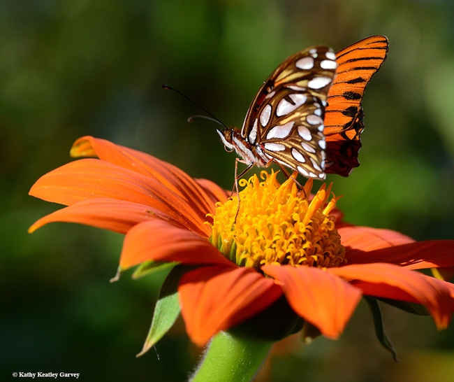 Not two butterflies; this is one, the Gulf Fritillary, Agraulis vanillae. (Photo by Kathy Keatley Garvey)