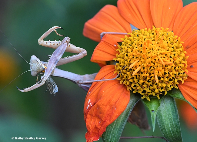 Henrietta the praying mantis polishes off the last of the fly but a wing is visible evidence of what happened. (Photo by Kathy Keatley Garvey)