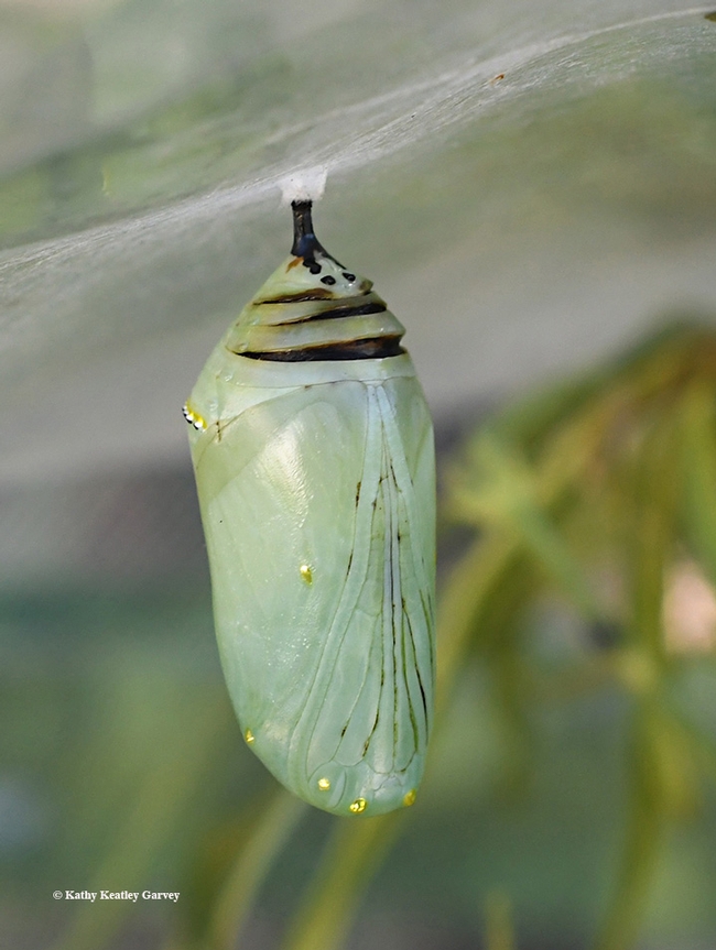 A monarch chrysalis that didn't make it. This image was taken Sept. 15. Said Art Shapiro of UC Davis: 