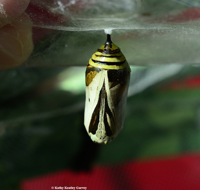 This is what the non-viable monarch chrysalis looked like on Oct. 10. (Photo by Kathy Keatley Garvey)