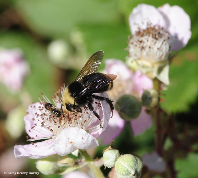 A bumble bee, Bombus vosnesenskii, nectaring on a blackberry blossom in Berkeley. (Photo by Kathy Keatley Garvey)