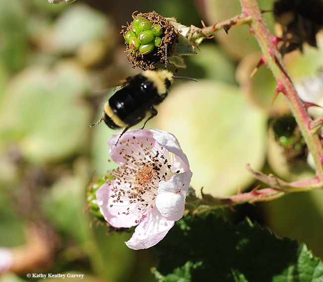 Taking flight, the yellow-faced bumble bee, Bombus vosnesenskii, seeks another blackberry blossom in Berkeley. (Photo by Kathy Keatley Garvey)