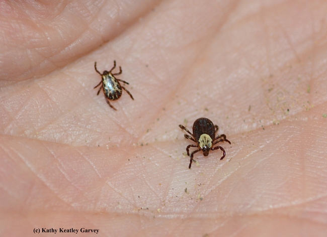 Two Dermacentor occidentalis (Pacific Coast ticks) 