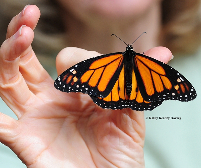 A relocated male monarch at Natural Bridges State Park, Santa Cruz. (Photo by Kathy Keatley Garvey)
