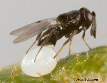 A parasitic wasp, Copidosoma floridanum, laying eggs in larva of soybean looper moth, Chrysodeixis includens. (Photo by Jena Johnson of the Michael Strand lab, University of Georgia)