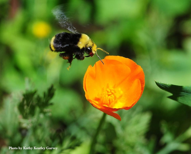 A yellow-faced bumble bee, Bombus vosnesenkii, heading toward a California golden poppy. (Photo by Kathy Keatley Garvey)