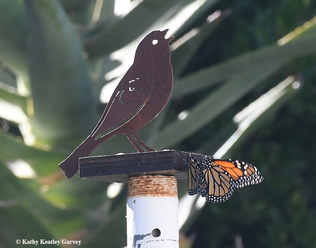 Near the presence of a metal bird sculpture, two monarchs meet Sept. 29 in Vacaville, Calif. (Photo by Kathy Keatley Garvey)