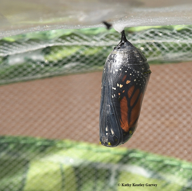 A monarch chrysalis hangs like an ornament. (Photo by Kathy Keatley Garvey)