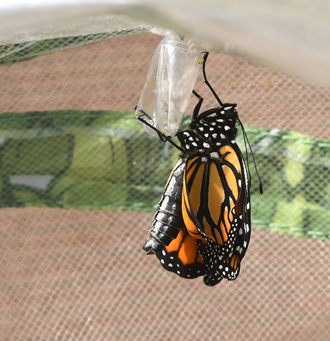 The monarch wiggles around and soon will dry its wings and take flight. (Photo by Kathy Keatley Garvey)