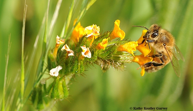 A honey bee, Apis mellifera, on fiddleneck, Amsinckia. (Photo by Kathy Keatley Garvey)