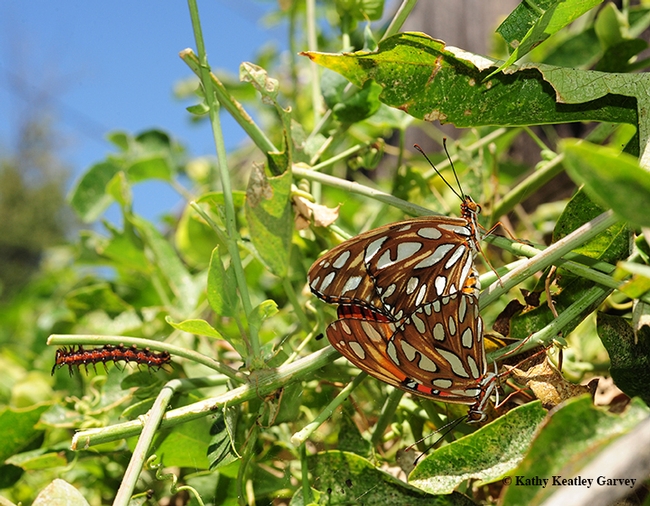 UC Davis distinguished professor Bruce Hammock's noted research on chronic pain all began at UC Berkeley when he wondered how caterpillars turn into butterflies. In this photo: two Gulf Fritillary butterfly mating, while a caterpillar munches passionflower leaves in the background. (Photo by Kathy Keatley Garvey)