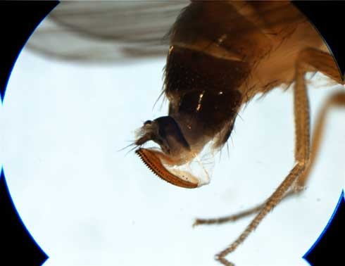Ovipositor of the female spotted wing drosophila, Drosophila suzukii. (Photo by Martin Hauser of CDFA)