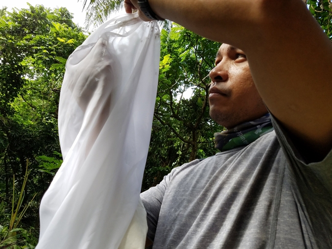 UC Davis graduate student Socrates Letana collecting flies in the Philippines. He studies botflies with major professor Lynn Kimsey.
