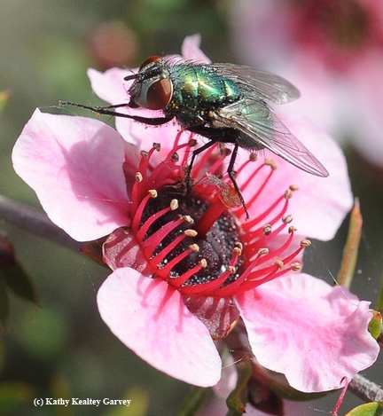 A blow fly on the blossom of a New Zealand tea tree, Leptospermum scoparium keatleyi. The larvae of the blow fly--maggots--will form the attraction for maggot art at the Bohart Museum open house. (Photo by Kathy Keatley Garvey)