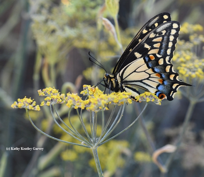 An anise swallowtail,Papilio zelicaon. UC Davis distinguished professor Bruce Hammock's research on metamorphosis has led to human-focused research. (Photo by Kathy Keatley Garvey)