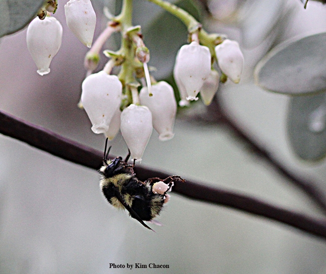 Check out the pollen on this black-tailed bumble bee, Bombus melanopygus, nectaring on manzanita, as photographed by Kim Chacon, UC Davis doctoral candidate on Jan. 10.