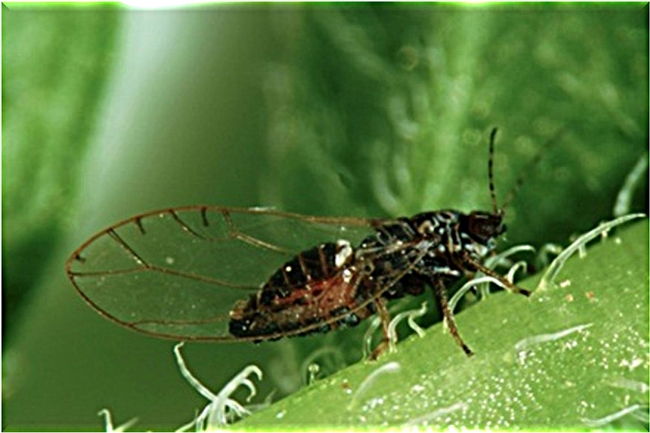 The potato psyllid, a pest of potatoes, transmits a bacteria that causes zebra chip disease. (Photo by Don Henne)