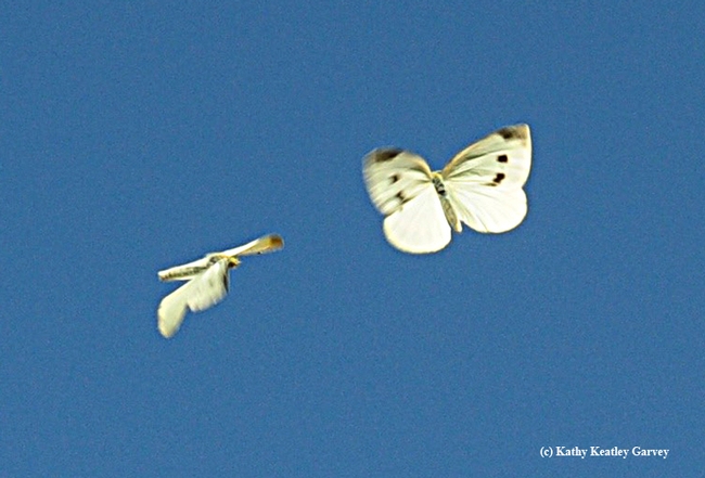Cabbage white butterflies in flight--but none collected this year yet in the three-county area of Sacramento, Solano and Yolo to win Art Shapiro's contest. (Photo by Kathy Keatley Garvey)