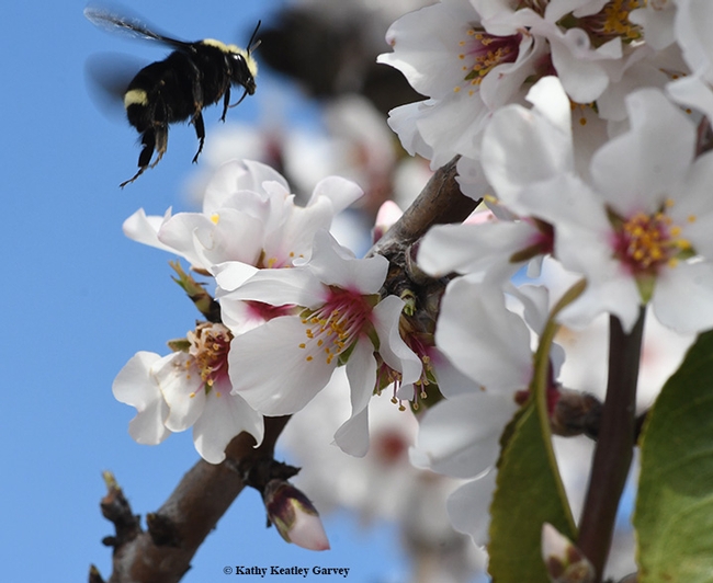 A yellow-faced bumble bee,  Bombus vosnesenskii,heads for an almond blossom in Benicia. (Photo by Kathy Keatley Garvey)