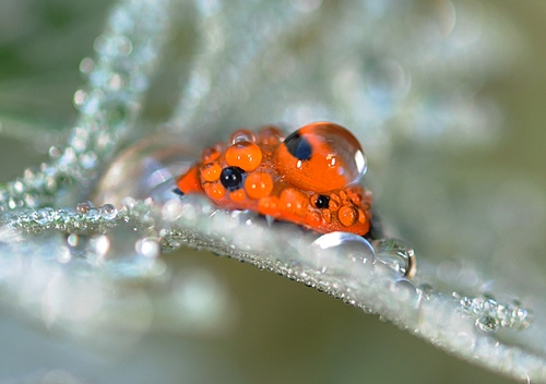 Bubbly Ladybug