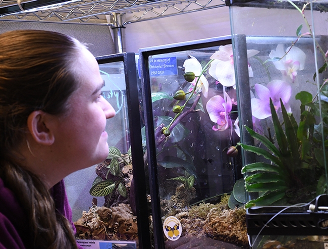 Bohart Museum associate Emma Cluff checks out the blow flies moving around in the praying mantis exhibit. (Photo by  Kathy Keatley Garvey)
