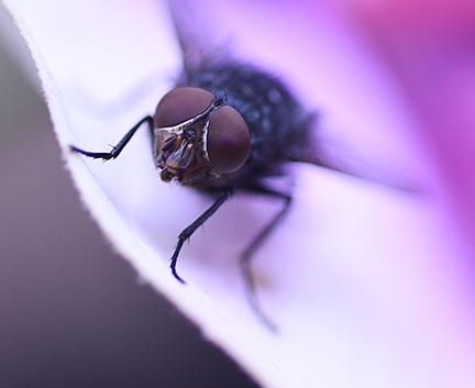 Close-up of a blow fly. (Photo by Kathy Keatley Garvey)