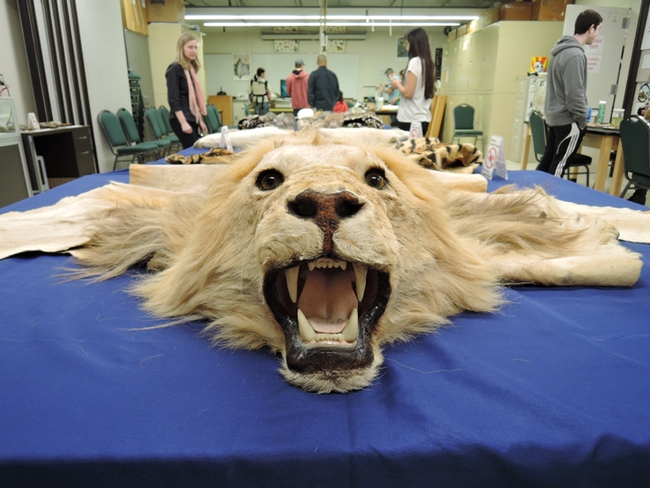 A lion specimen at the Museum of Wildlife and Fish Biology, located in Room 1394 of the Academic Surge Building. (Photo by Kathy Keatley Garvey)