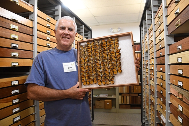 The Bohart Museum has five drawers of monarch butterfly specimens. Here curator Jeff Smith shows some of them. (Photo by Kathy Keatley Garvey)